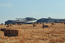 Elephant grass (Miscanthus giganteus) recently harvested and baled, grown as an energy crop, with buildings heated by biomass boilers burning Miscanthus bales in the background, Willtshire, UK, March.