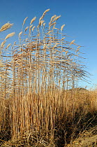Elephant grass (Miscanthus giganteus) flowering, grown as an energy crop for use in biomass boilers, Willtshire, UK, December.
