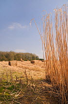 Elephant grass (Miscanthus giganteus) standing and recently harvested, grown as an energy crop for use in biomass boilers, Willtshire, UK, March.