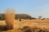 Elephant grass (Miscanthus giganteus) standing and recently harvested, grown as an energy crop for use in biomass boilers, Willtshire, UK, March.