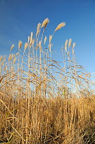 Elephant grass (Miscanthus giganteus) flowering, grown as an energy crop for use in biomass boilers, Willtshire, UK, December.