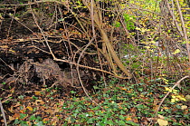 European river otter (Lutra lutra) holt under roots of a fallen tree with exit trail leading to a woodland stream, Somerset, UK, November.