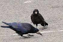 Rooks (Corvus frugilegus) adult and juvenile scavenging food left-overs dropped by tourists in Motorway service station car park, Dumfries and Galloway, Scotland, UK, July.