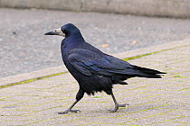 Rook (Corvus frugilegus) searching for food left-overs dropped by tourists in Motorway service station car park, Dumfries and Galloway, Scotland, UK, July.