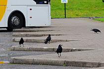 Rooks (Corvus frugilegus) scavenging for food left-overs dropped by tourists in coach park at Motorway service station, Dumfries and Galloway, Scotland, UK, July.
