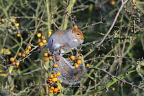 Grey squirrel (Sciurus carolinensis) eating a Crab apple (Malus sp.) on a fruit laden branch, Hertfordshire, UK, November.