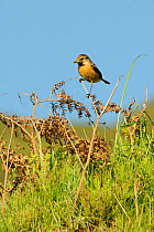 Stonechat (Saxicola torquata) female perching on old bracken frond with a grasshopper held in its beak, Rhossili, Gower Peninusula, UK, July.