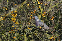 Wood pigeon (Columba palumbus) swallowing a ripe Crab apple (Malus sp.), Hertfordshire, UK, November.
