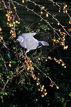 Wood pigeon (Columba palumbus) swallowing a ripe Crab apple (Malus sp.), Hertfordshire, UK, November.
