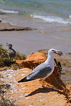 Atlantic Yellow legged gull (Larus michahellis) calling as it stands on sandstone cliff nest site near its chick with a wave washed beach in the background, Praia da Rocha, Algarve, Portugal, June.
