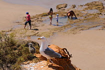 Atlantic Yellow legged gull (Larus michahellis) with a young chick on sandstone cliff nest site with tourists on the beach in the background, Praia da Rocha, Algarve, Portugal, June.