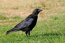Carrion crow (Corvus corone) young foraging on grassy lawn, St James's Park, London, UK, September.