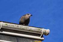 Herring gull (Larus argentatus) young standing on rooftop where it was raised, Looe, Cornwall, UK, August.