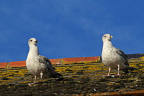 Herring gulls (Larus argentatus) standing on the mossy rooftop where they were raised, Looe, Cornwall, UK, August.