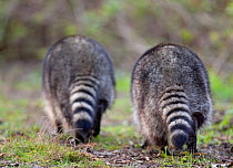 Raccoons (Procyon lotor) on patrol in Stanley Park, Vancouver, BC, Canada