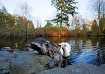 Raccoon (Procyon lotor) climbing out of a lake, escaping the nipping beak of a swan, defending its territory, Stanley Park, Vancouver, BC, Canada