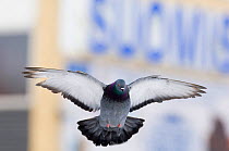 Feral pigeon (Columba livia) flying, London, March