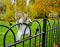 Grey Squirrel (Sciurus carolinensis) climbing on fence, St James Park, London, UK, October