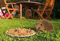 Hedgehog (Erinaceus europaeus) in garden inspecting bowl of food left out for it, Norfolk, September