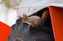 Red squirrel (Sciurus vulgaris) on wheel of snow plough, Oulu, Finland, March