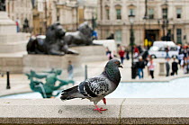 Feral Pigeon (Columba livia) Trafalgar Square, London, May