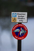 Do not feed the gulls sign, with disabled badge holders only sign, Dumfries, Scotland, December