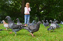 Young girl feeding feral pigeons (Columba livia) in park, Tonbridge, Kent, summer