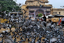Religious feeding of pigeons (Columba livia) by Hindus, Jodphur, India
