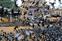 Religious feeding of pigeons (Columba livia) by Hindus, Jodphur, India