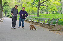 North American Racoon (Procyon lotor)  watched by two men in  Central Park, New York City, USA, May