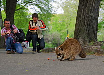 North American Racoon (Procyon lotor) with men trying to take photographs of it eating, Central Park New York City, USA, May