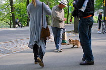 Curious North American racoon (Procyon lotor) coming right up to man in  Central Park, New York City,  USA May