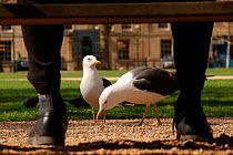 Herring gulls (Larus argentatus) being fed by an office worker in  park, Bristol, UK