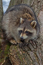 Raccoon (Procyon lotor) in tree, New York, USA