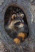 Raccoon (Procyon lotor) in resting in the hole of a tree, New York, USA