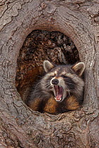 Raccoon (Procyon lotor) in tree hole, yawning, New York, USA