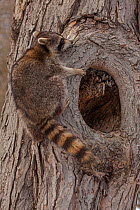 Raccoon (Procyon lotor) in tree outside hole, New York, USA