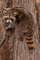 Raccoon (Procyon lotor) climbing tree, New York, USA