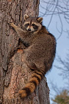 Raccoon (Procyon lotor) climbing tree, New York, USA