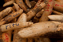 African Elephant (Loxodonta africana) ivory stockpile. Ivory recovered from natural deaths and poaching. Zakouma National park, Chad, March 2010.