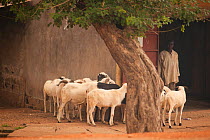 Small herd of domestic African sheep in town, Northern Cameroon, Maroua highstreet, September 2009.