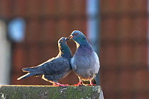 Feral pigeons courting (Columba livia domestica) Germany, September