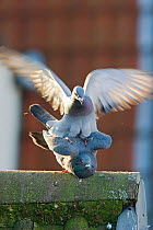 Feral pigeons (Columba livia domesica) mating on roof, Germany, September