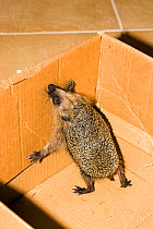 Hedgehog (Erinaceus europaeus) in box  cared for by humans over winter, Germany, October