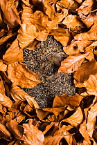 European Hedgehog (Erinaceus europaeus) curled up hibernating in leaves, Bavaria, Germany, November