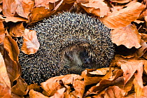 European Hedgehog (Erinaceus europaeus) curled up hibernating amongst leaves, Bavaria, Germany, December