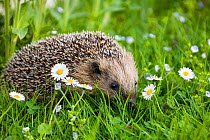European Hedgehog (Erinaceus europaeus) in grass with daisies, Bavaria, Germany
