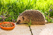European hedgehog (Erinaceus europaeus) next to bowl of  food put out for it in garden, Erinaceus europaeus in spring, Bavaria, Germany