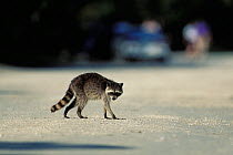 Racoon (Procyon lotor) crossing road, USA, captive