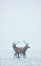 Red deer stags (Cervus elaphus)  in snow blizzard, Oostvaardersplassen, the Netherlands.